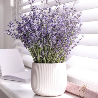 Lavender memiliki aroma yang menenangkan sehingga bisa membantu kita tidur lebih nyenyak.