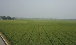 Hadapi Perubahan Iklim, Kementan Anjurkan Petani Ikut Asuransi Usaha Tani Padi 