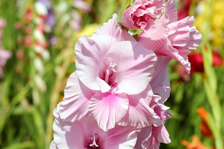 Ilustrasi bunga gladiol. 