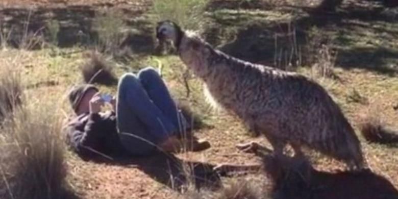 Seekor burung emu terekam kamera melakukan ritual kawin di hadapan seorang turis asal AS yang sedang menjelajah pedalaman Australia. Burung emu itu nampaknya tertarik dengan sosok si turis dan mencoba merayunya.