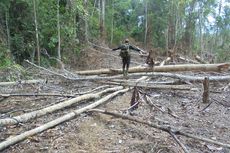 Cerita Perambah Hutan di Bengkulu, Berkebun Sawit Raih Puluhan Juta hingga Miliaran Rupiah Tiap Bulan
