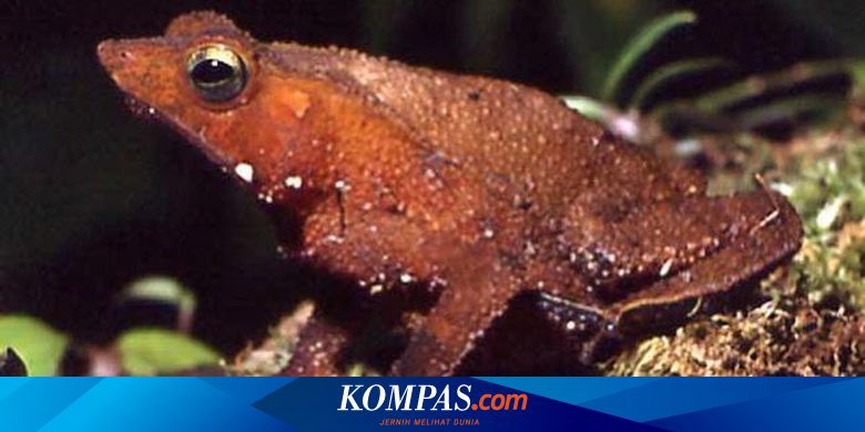 Jenis Katak Aneh Suka Mengawini Bangkai Inicia tu prueba de amazon prime gratis. berita sains teknologi terbaru hari ini kompas com