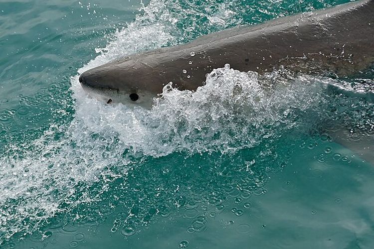 Populasi hiu putih besar di Laut Mediterania dikabarkan menurun akibat penangkapan ilegal dan perdagangan.