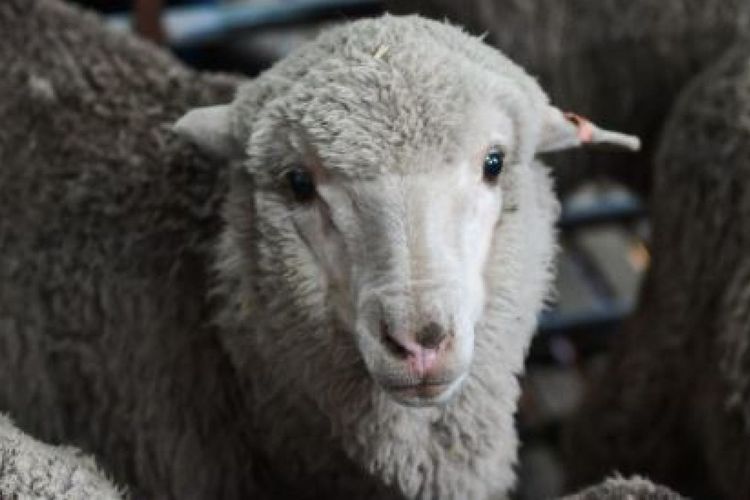 Salah satu domba Merino yang lahir dari proses inseminasi buatan dengan sperma beku berusia 50 tahun.