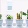 Seberapa Sering Kaktus di Dalam Rumah Harus Disiram?