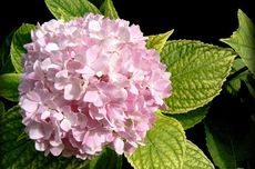 Cara Memperbanyak Tanaman Hydrangea dengan Mudah