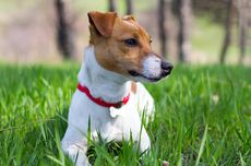 Satu Keluarga di AS Selamat dari Kebakaran Berkat Anjing Peliharaan Mereka