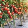 Jenis Tanah Terbaik untuk Menanam Tomat agar Berbuah Lebat