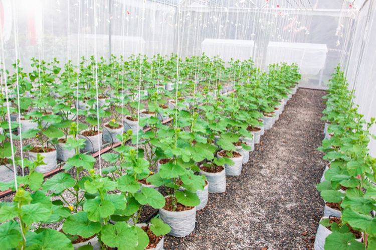 Ilustrasi tanaman melon di dalam green house
