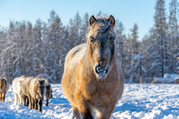 Kuda Siberia yang menggigil di dinginnya kota Yakutsk.