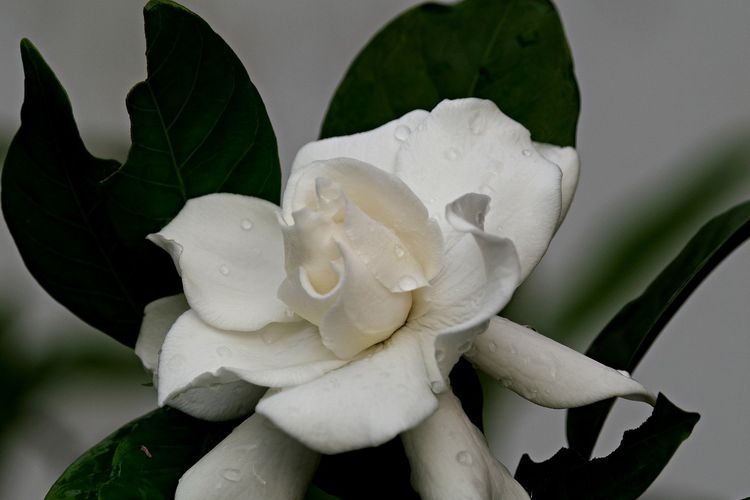 Bunga gardenia memiliki senyawa alami yang berkhasiat menenangkan saraf.