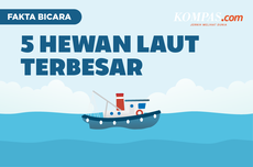 INFOGRAFIK: 5 Hewan Laut Terbesar