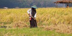Bulog Serap Gabah Petani Rp 6.500 Per Kg, Jamin Harga dan Stok Pangan Nasional