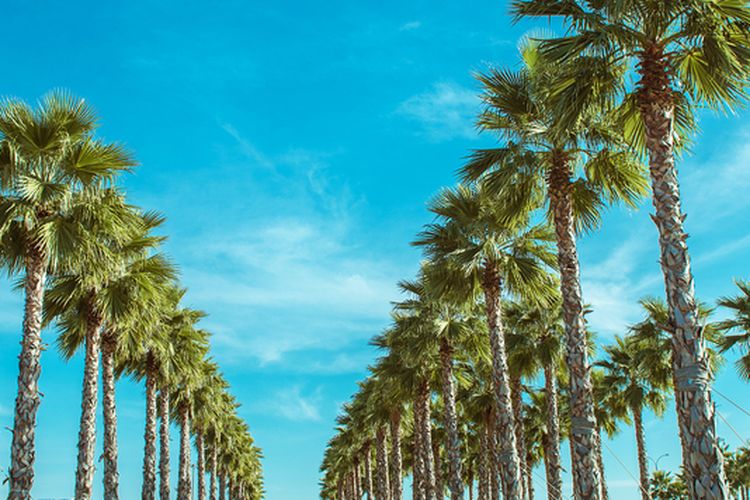 Ilustrasi pohon palem. 