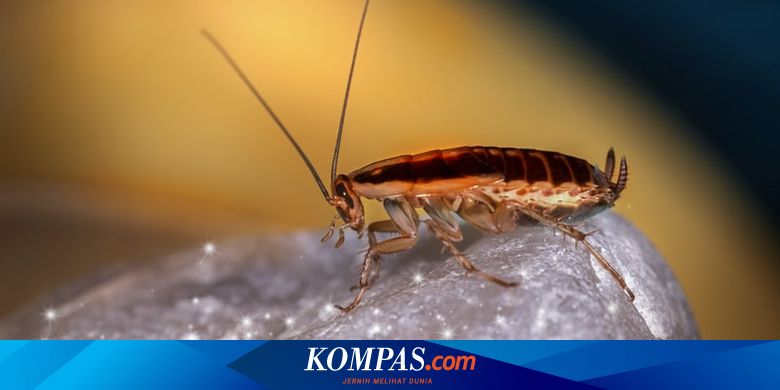 Cara Mudah Membasmi Kecoa Dengan Soda Kue