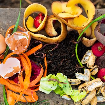 Membuat kompos atau pupuk organik bisa menggunakan sampah makanan di dapur.