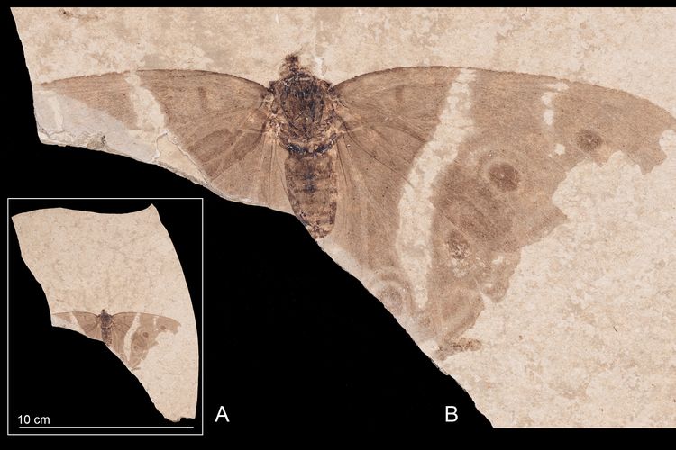 Langka dan Utuh, Fosil Kupu-kupu Berusia 34 Juta Tahun Ditemukan di Perancis