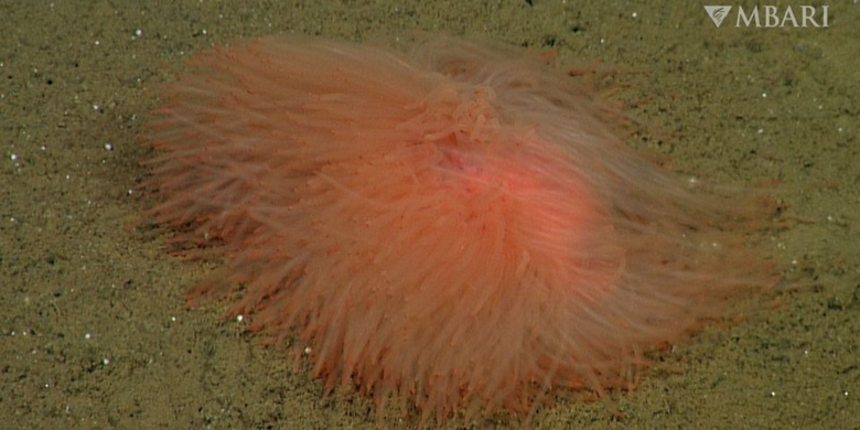 Mahluk laut aneh ini  merupakan cacing laut dalam yang masuk dalam kelompok cacing spageti
