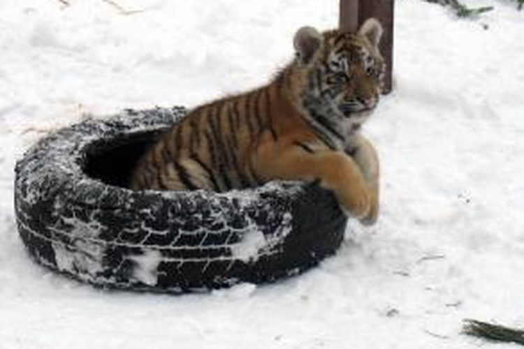 Seekor harimau Siberia (Panthera Tigris Altaica) koleksi kebun binatang Kharkiv, Ukraina.