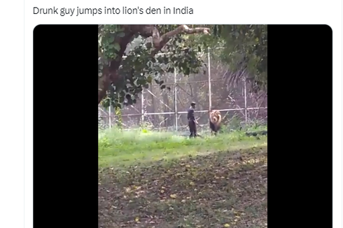 Video Viral Pria di India Mabuk dan Lompat ke Kandang Singa, Bagaimana Nasibnya?