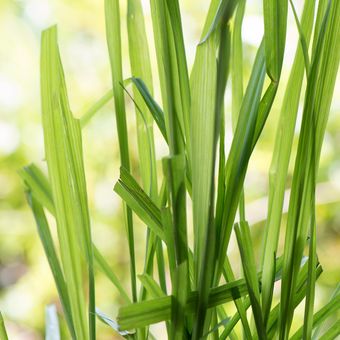 Menanam beberapa jenis rumput hias dapat menjadi cara mengusir lalat, termasuk menanam serai (lemongrass), tanaman yang punya bau harum dan juga bisa sebagai pengusir nyamuk.