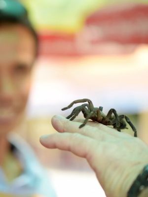 Tarantula hidup merangkak di tangan seseorang di kota Skun, provinsi Kampong Cham, Kamboja. Foto ini diambil pada 14 Maret 2018. (AFP/Tang Chhin Sothy)