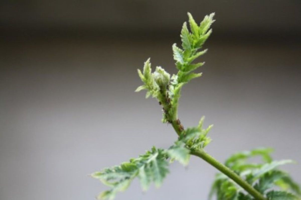 Ini adalah gambar wabah kutu yang menyerang kuncup daun tanaman tansy.