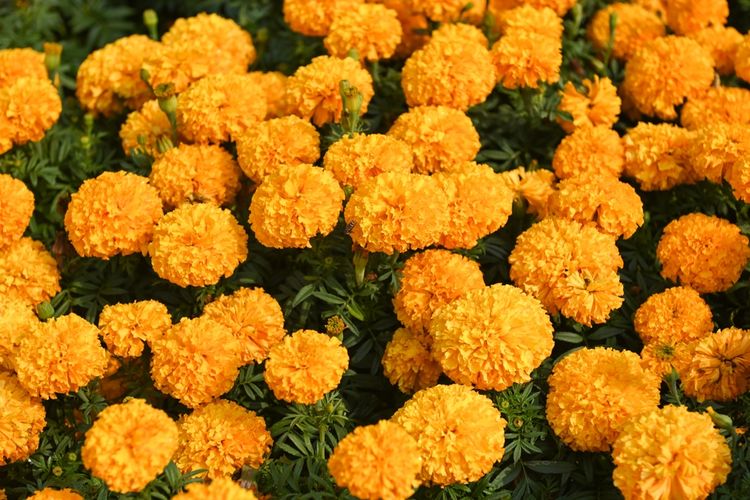 Ilustrasi bunga marigold.