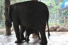 6 Penumpang Tewas dalam Insiden Tabrak Gajah 