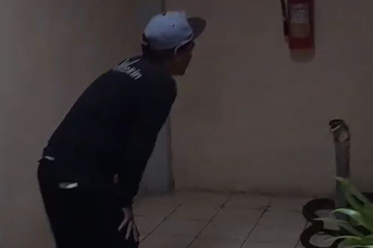 Detik-detik Evakuasi King Kobra 4 Meter dari Toilet Kantor BRIN di Tangsel