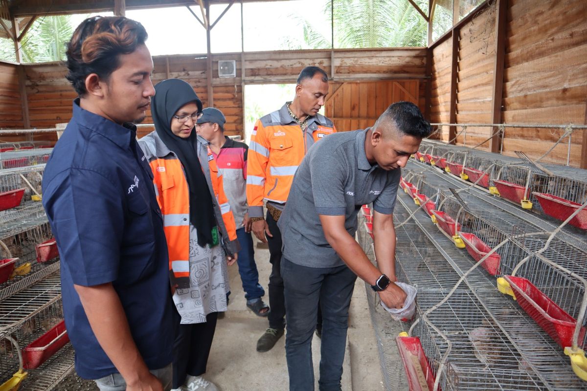 Olah Sampah Kelapa Jadi Pakan Unggas, Peternak di Aceh Hemat Biaya 60 Persen