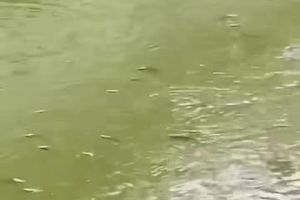 Ikan Mendadak Mengapung di Sungai Cisadane, Warga Berburu dengan Jaring dan Tombak