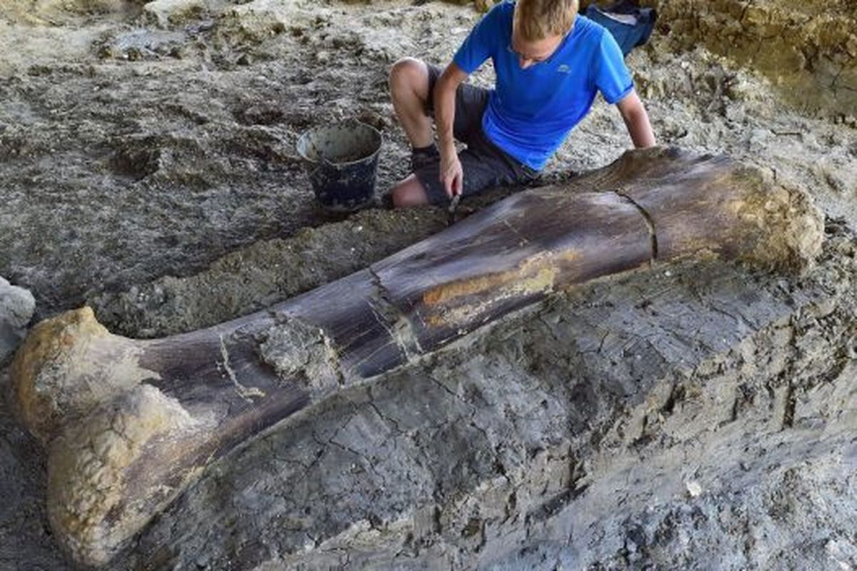Tulang paha Sauropoda yang berbobot sekitar 500 kg.