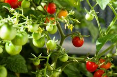 Cara Menanam Tomat Ceri Hidroponik agar Buahnya Lebat