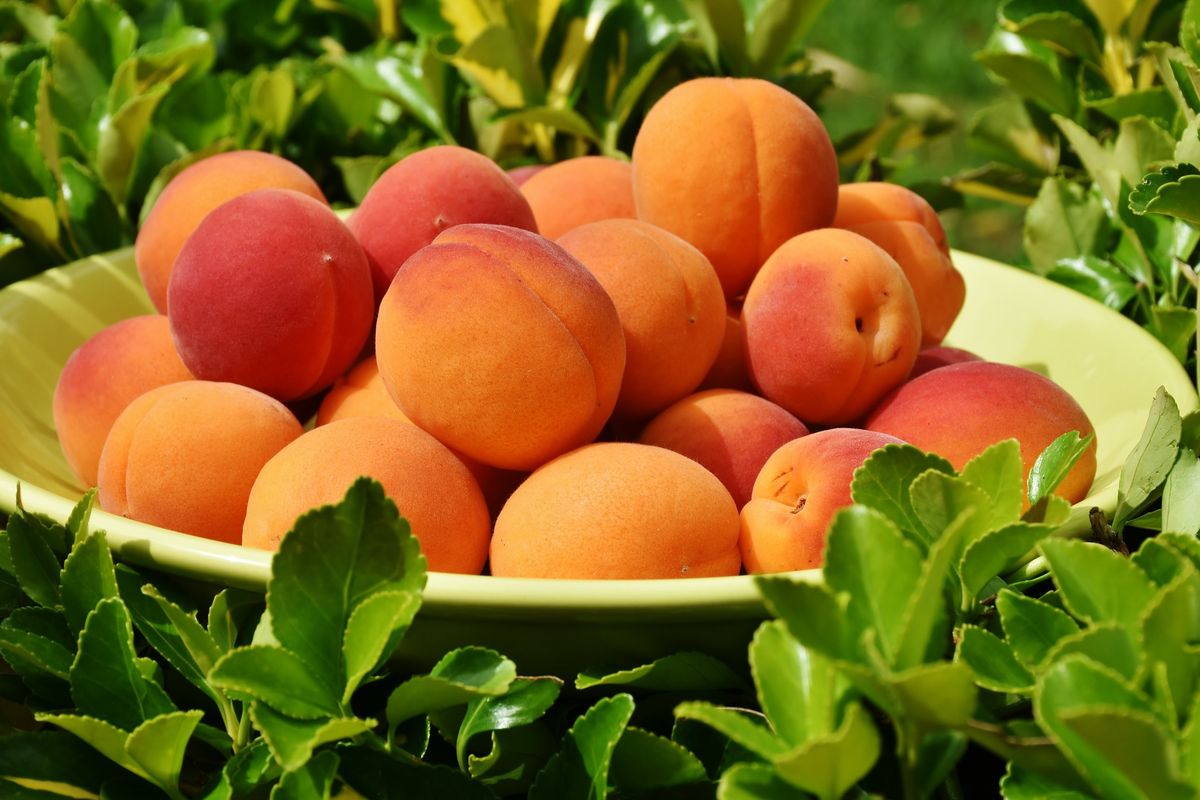 ilustrasi buah persik atau peach. 