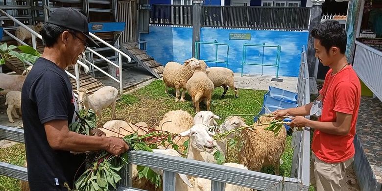 Pemilik Arjuna Farm memberi pakan ternak domba Merino. Di tempat ini seperti biasa menjual hewan untuk qurban. Saat ini tidak ada di kandang untuk mencegah penularan PMK.