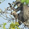 Baru Ditemukan, Spesies Monyet Asal Myanmar Hadapi Kepunahan