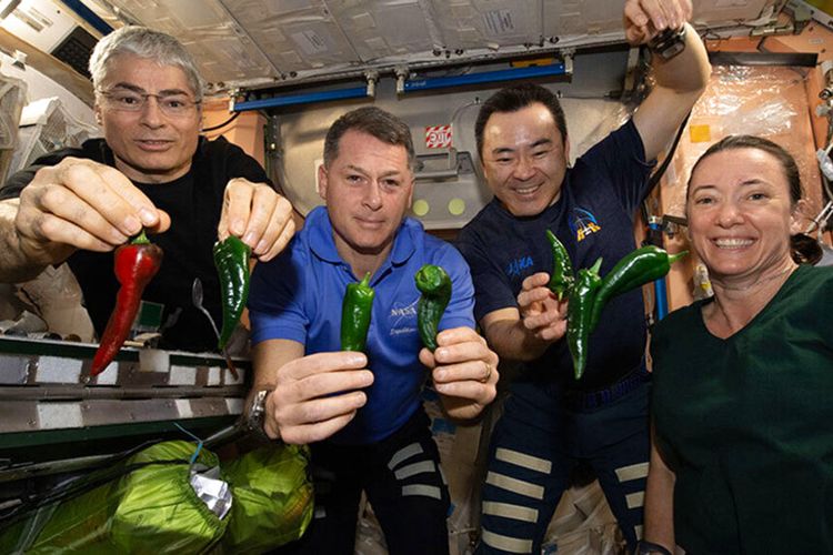 Foto astronot NASA, dari kiri, Mark Vande Hei, Shane Kimbrough, Akihiko Hoshide, dan Megan McArthur, berpose dengan cabai yang dipanen di Stasiun Luar Angkasa Internasional pada Jumat, 5 November 2021. 