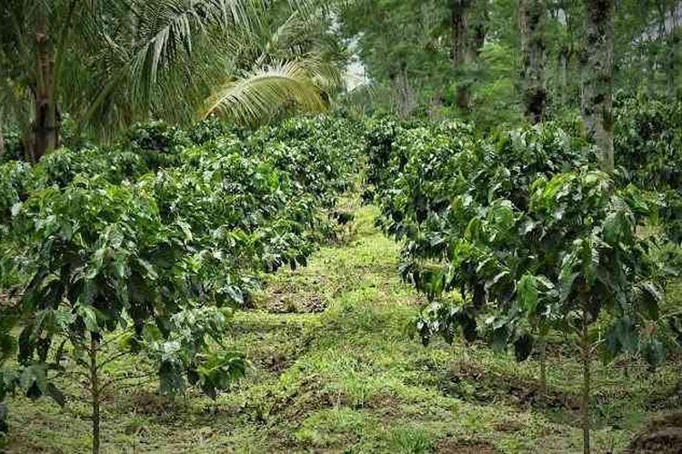 Ilustrasi tumpang sari