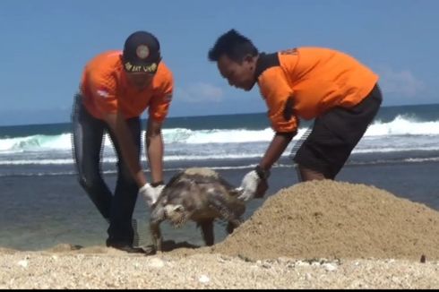 Bangkai Penyu Hijau Seberat 45 Kg Terdampar di Pantai Sepanjang