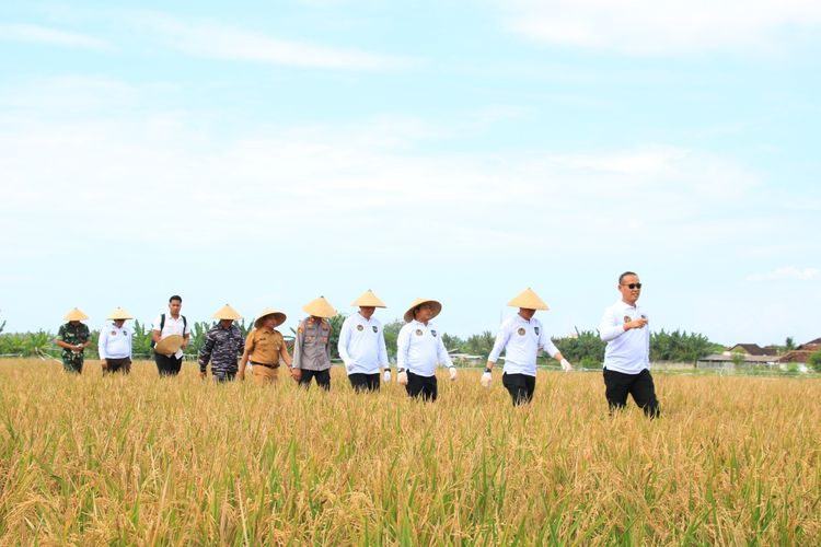 Proses persiapan panen raya program Sarana Asimilasi dan Edukasi (SAE) Lapas Banyuwangi, Selasa (10/6/2025).