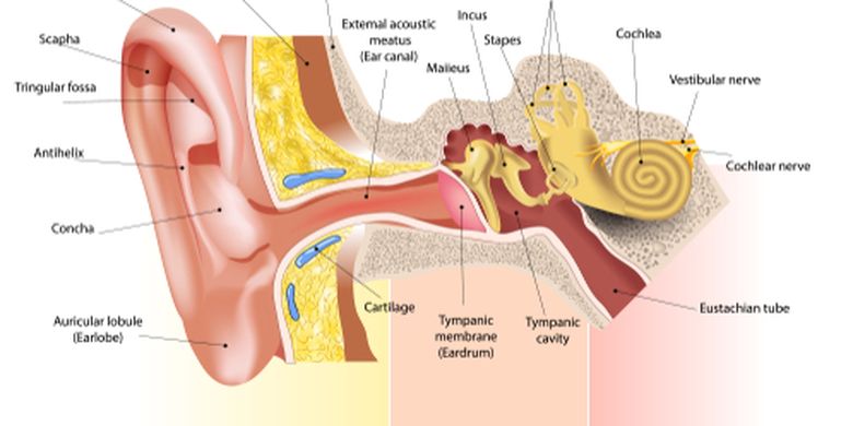Siswa Ini Fungsi Telinga Dan Bagian Bagiannya Halaman All Kompas Com