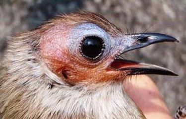 87 Gambar Burung Bulbul Terbaru