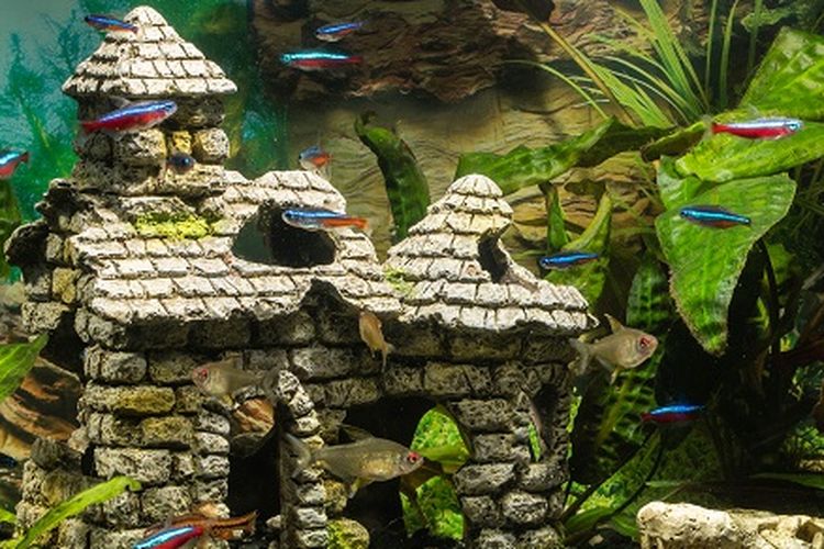 Ilustrasi ikan neon tetra.