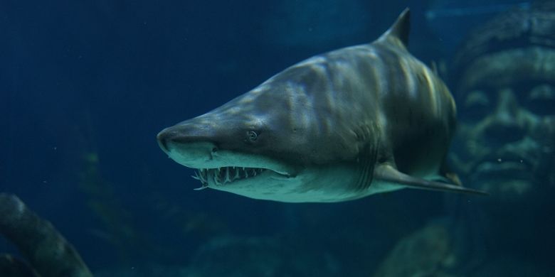 Alasan Ikan Hiu Menyerang Manusia
Alasan Ikan Hiu Menyerang Manusia
