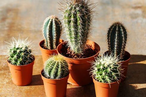 8 Tips Merawat Tanaman Kaktus agar Tetap Tumbuh dan Cantik