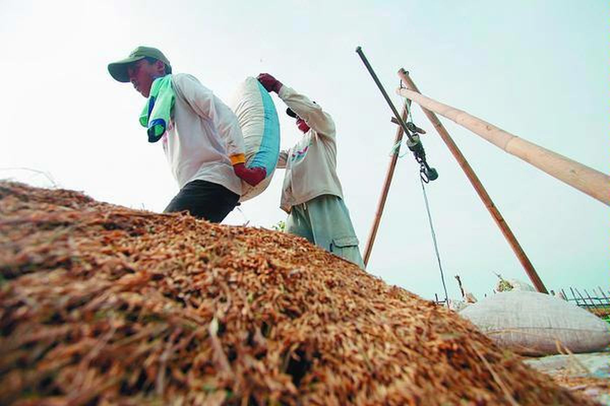 Pedagang gabah di Cirebon, Jawa Barat, menimbang padi yang baru dipanen, Senin (21/4). Gabah yang masih basah milik petani rata-rata langsung dijual dengan harga murah karena petani terdesak kebutuhan dan untuk membayar utang.