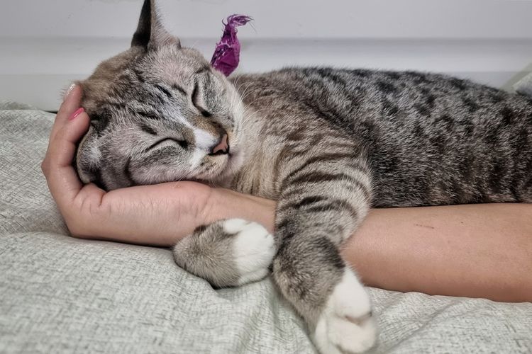 Ilustrasi cara kucing menunjukkah kasih sayang