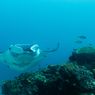 Penelitian Baru, Ada Pola Pergerakan Pari Manta Karang di Raja Ampat