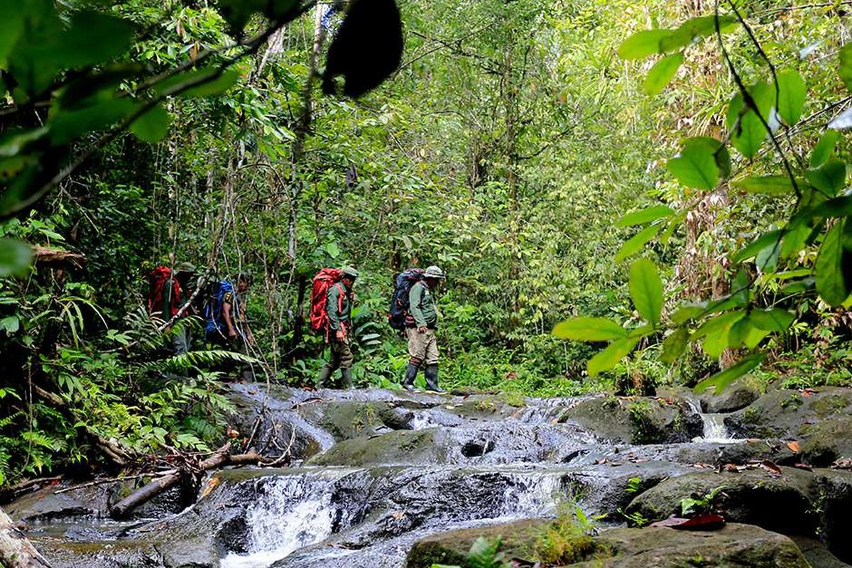 Foto dirilis Senin (7/6/2021), memperlihatkan sejumlah jagawana berpatroli di Kawasan Ekosistem Leuser. Mengemban tugas negara, jagawana menjaga Hutan Leuser sebagai salah satu paru-paru dunia agar aman dari ancaman kegiatan ilegal seperti pemburuan, perambahan, dan pembalakan liar.